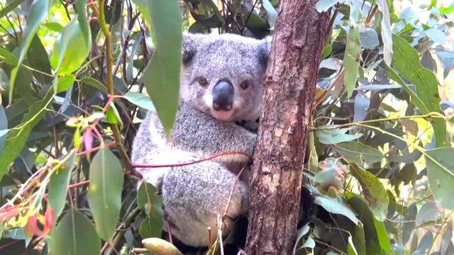 Must See! This Koala Can See the Future, Predicts Women’s World Cup Quarter-Finals Winners
