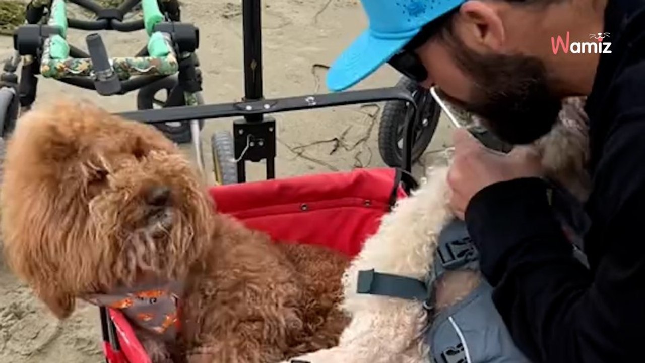 Il emmène ses chiens handicapés à la plage  les vacanciers sont très émus (Vidéo)