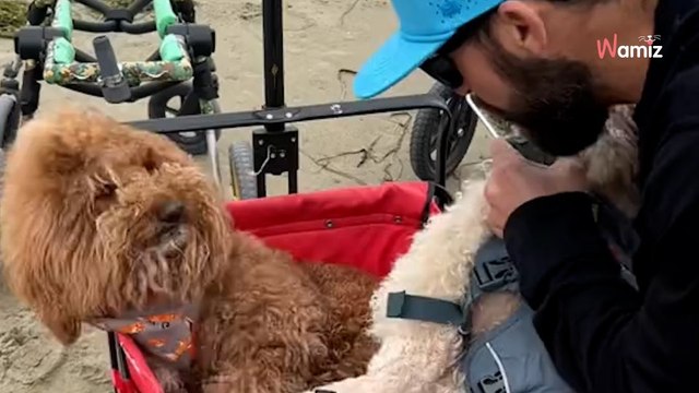 Il emmène ses chiens handicapés à la plage les vacanciers sont très émus (Vidéo)