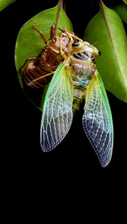 Cicada Emerges From Its Shell
