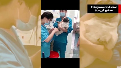 Vídeo hilário: cãozinho pug é extremamente dramático na hora de cortar as unhas