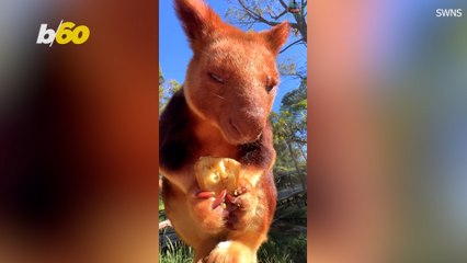 Please Enjoy This Tree Kangaroo Munching on an Entire Banana