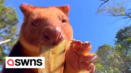 SOUND ON: Super-cute and endangered tree kangaroo gorges on banana