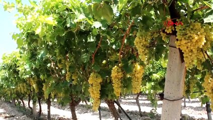 Manisa'da Sultaniye üzümün ihracatı başladı