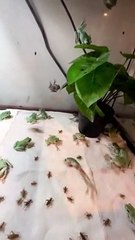 Frog Feeding Frenzy