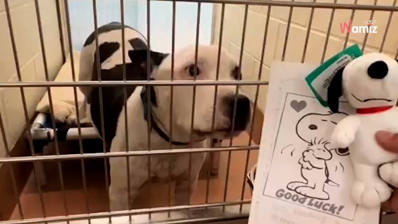 Dans un refuge américain, un vieux chien malade reçoit un soutien qui fait chaud au coeur