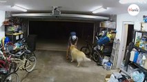 Un homme entre dans un garage pour voler un vélo et câline le chien avant de partir (Vidéo)