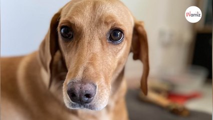 Sauvé de la fourrière, ce chien au passé inconnu se montre très craintif : il a besoin d'une famille très douce