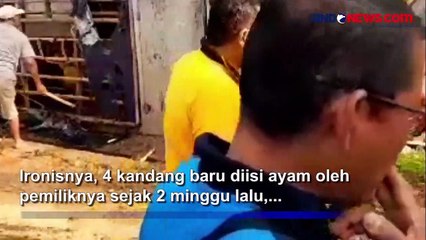 Kandangnya Terbakar, Ribuan Ayam Mati Terpanggang di Majalengka