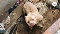 Le vétérinaire soigne un chien en détresse et réalise que sa vie ne sera plus jamais la même