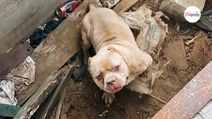 Le vétérinaire soigne un chien en détresse et réalise que sa vie ne sera plus jamais la même