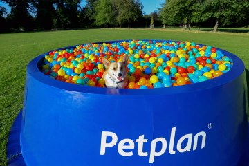 Giant ‘bowl pit’ for dogs installed in London to raise awareness of pet food poverty