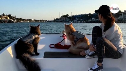 Ces chats ont une meilleure vie que la nôtre  découvrez leur destin incroyable (vidéo)