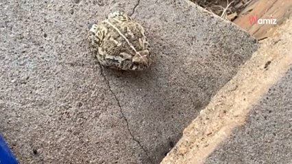 La méthode de ce chat pour faire connaissance avec un crapaud a saisi plus de 6.5M de personnes (vidéo)