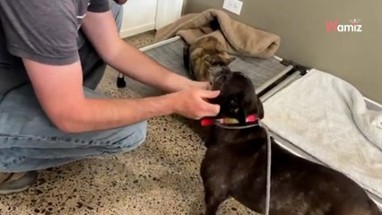 Abandonné à cause d'une allergie, ce chien n'intéressait personne au refuge  une jeune femme va tout changer !