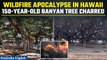 Maui wildfires: Largest banyan tree, 200-year-old church among landmarks charred | Oneindia News