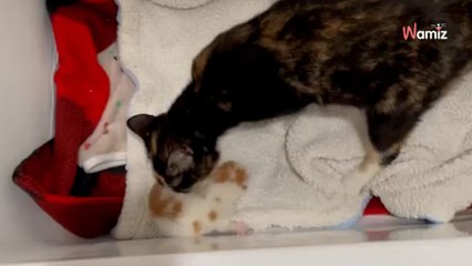 Un chaton est abandonné dans un parc : pour l'aider ils prennent un risque qui peut tout faire basculer (vidéo)