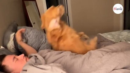 Il veut apprendre un tour à son chien : la réaction du toutou le fait rire jusqu'aux larmes (vidéo)