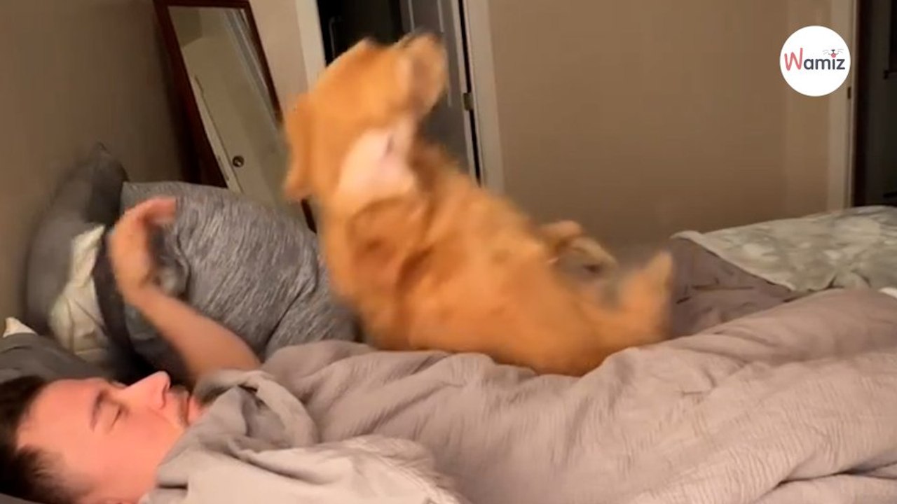 Il veut apprendre un tour à son chien : la réaction du toutou le fait rire jusqu'aux larmes (vidéo)