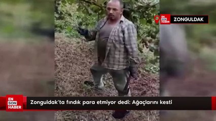 Zonguldak'ta fındık para etmiyor dedi: Ağaçlarını kesti