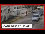Cachorro morde homem e impede assalto a casa em João Pessoa (PB)