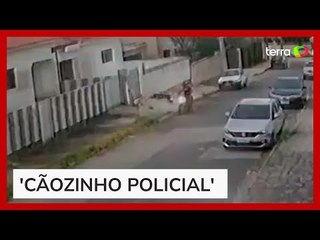 Cachorro morde homem e impede assalto a casa em João Pessoa (PB)