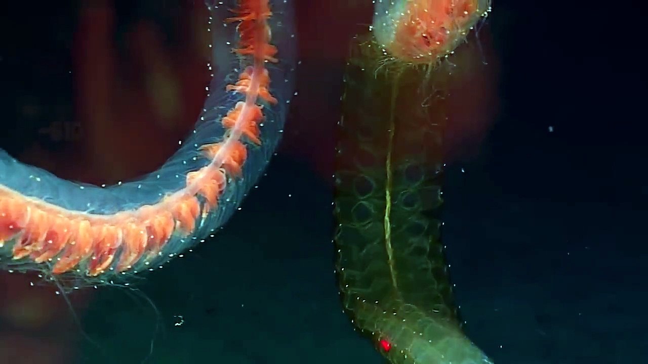 ABYSSES : Voyage dans les profondeurs maximales - Vidéo Dailymotion