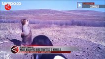 Wabah Penyakit Pes BuBo Terdeteksi di Mongolia, Muncul Usai Makan Daging Marmot