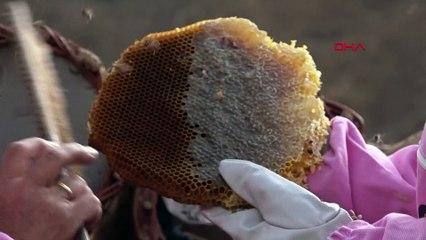 Arı ölümlerine karşı eylem planı önerisi