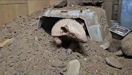 Twin baby armadillos born at Fife Zoo