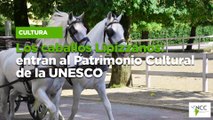 Los caballos Lipizzanos: entran al Patrimonio Cultural de la UNESCO