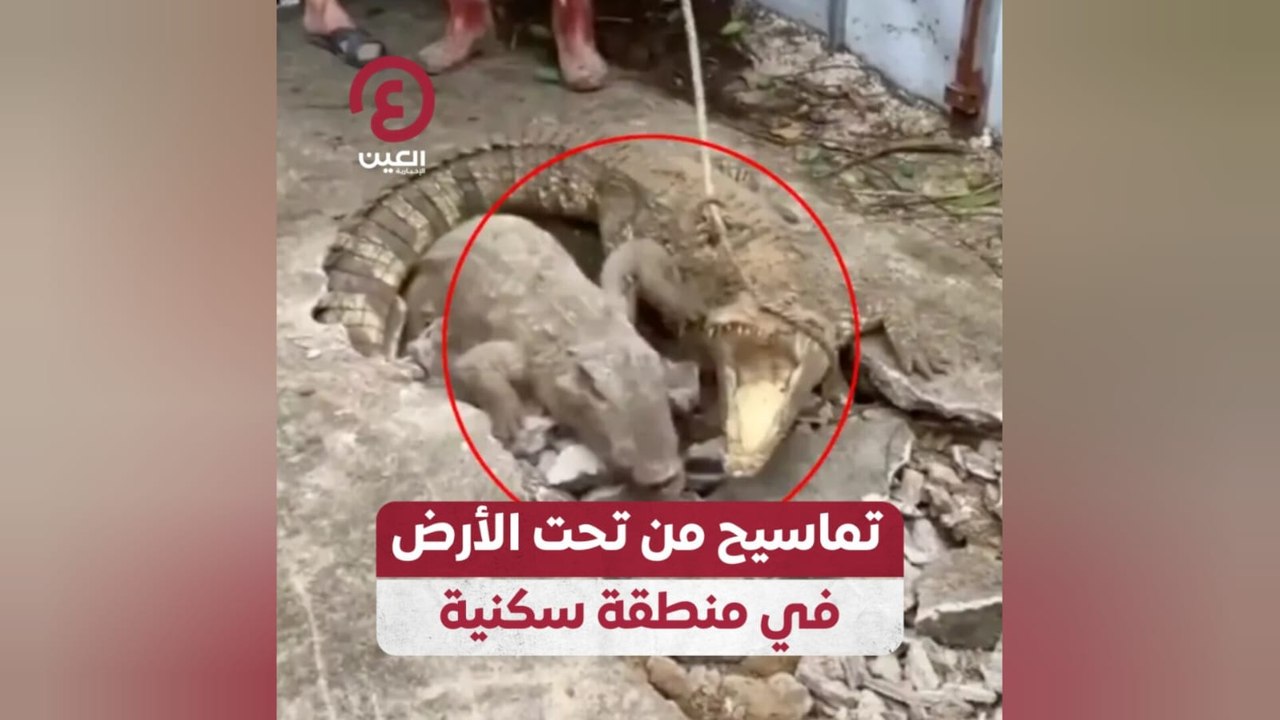 تماسيح من تحت الأرض في منطقة سكنية