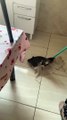 Curious Cat Helps Mop the Floor