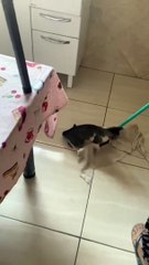 Curious Cat Helps Mop the Floor