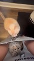 Cat Fights With Another Cat While Sitting Inside Owner's Pants