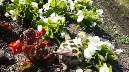 Tasty begonias! ⚘️