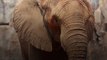 5 Incredible Facts About Elephants (World Elephant Day, August 12th)