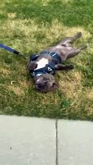 Moins d'une marche, plus d'une égratignure qui traîne en arrière