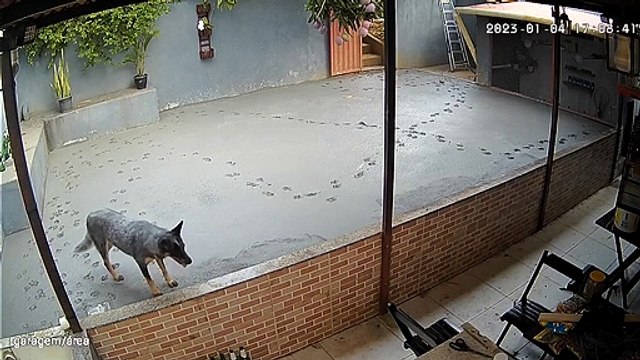 Un chiot laisse du béton frais plein d'empreintes de pattes