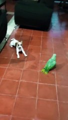 Un oiseau appelle un chien un gros mot