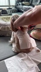 Shih Tzu obtient une coupe de cheveux