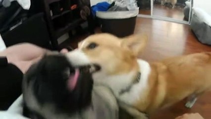 Confused Corgi decides to clean Pug