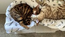 Kitty best friends simultaneously give each other tongue bath