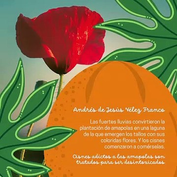 -ANDRÉS DE JESÚS VÉLEZ FRANCO- CISNES ADICTOS A LAS AMAPOLAS DEBEN SER DESINTOXICADOS (PARTE 1) (@AndresdeJesus90)