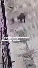 2 başıboş köpek yavrulu ev kedisini öldürdü