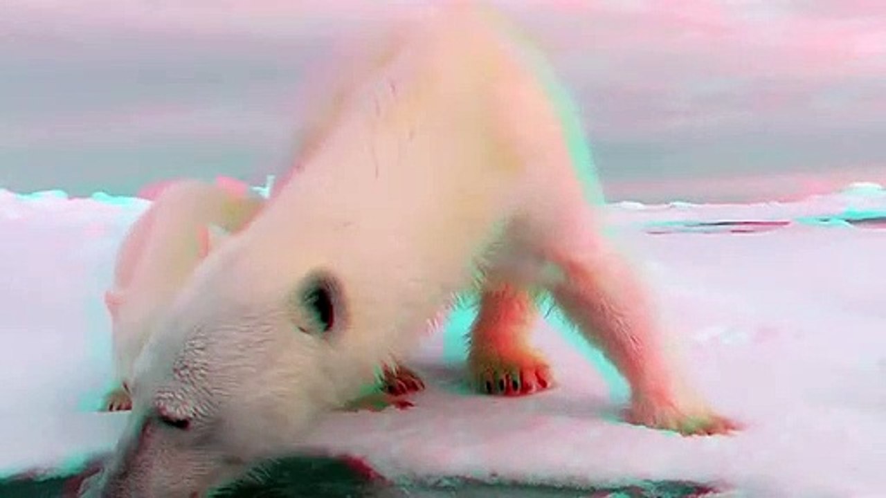 3D Cute Animals - Polar Bears (Ursus maritimus) - Mum & Baby Polar Bear In 3D Anaglyph