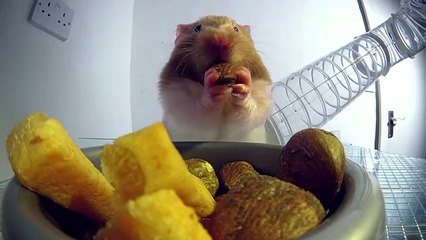Hamster Stuffs Himself Silly!