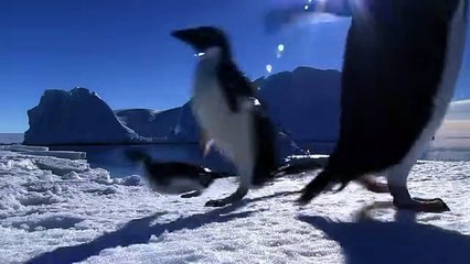 Adelie Penguin Slaps Giant Emperor Chick!