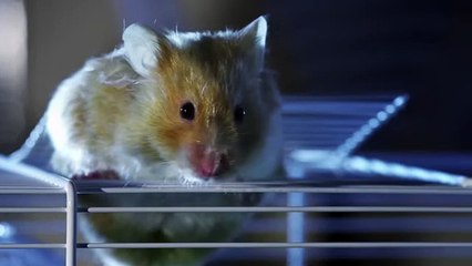 NINJA HAMSTER!