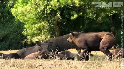Robotic Warthog Groomed by Mongoose